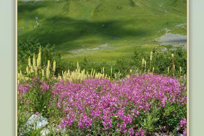 Заглянуть за туманы